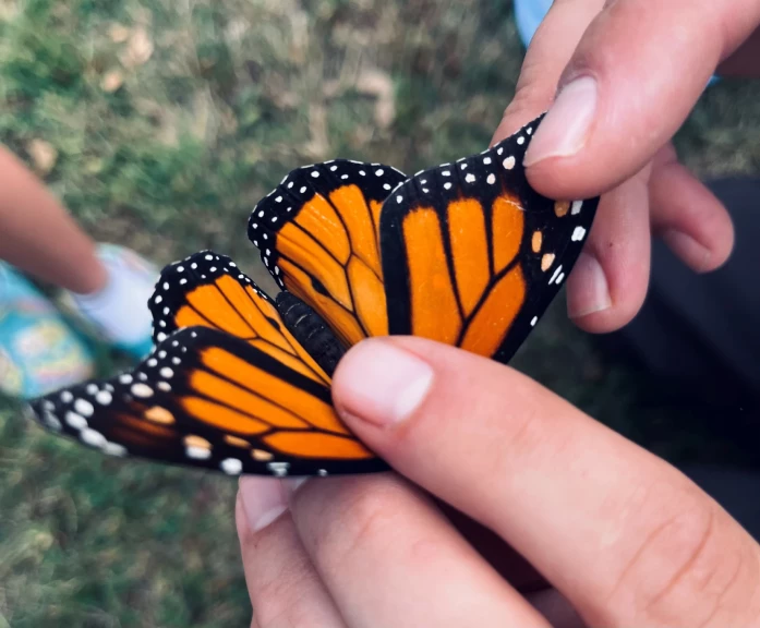 A butterfly is caught as part of a recent tagging event at the De Soto National Wildlife Refuge in Iowa. In the last three decades, thousands of volunteers have helped tag butterflies to gather more information about their journey to Mexico.