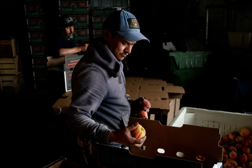 Jose Alfredo Rosas Luly works on packing up peaches as Napoleon Caromla builds cardboard bushel boxes at Flamm Orchards in Cobden, Illinois. A cold spell in late December damaged peach crops across southern Illinois, with some orchards estimating nearly a 90% loss.
