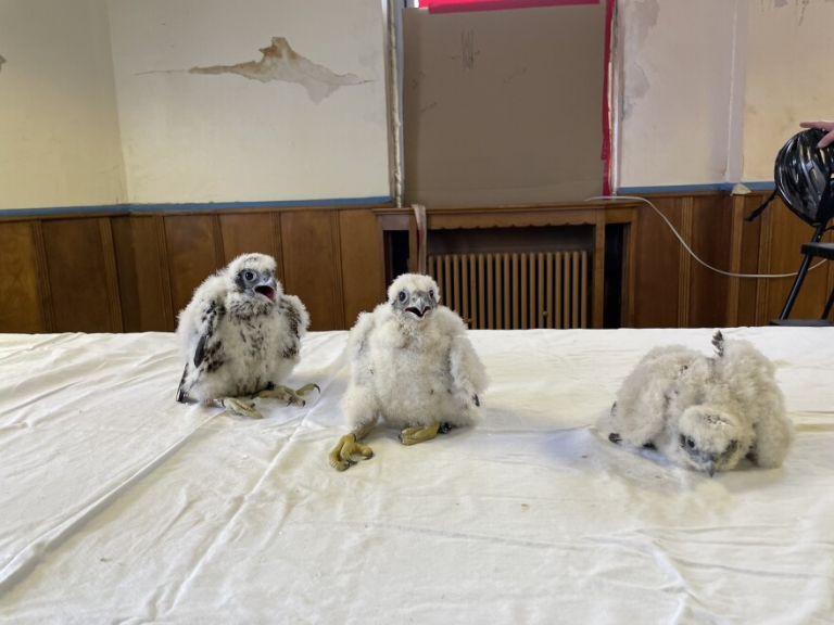 Recently named peregrine falcon chicks.