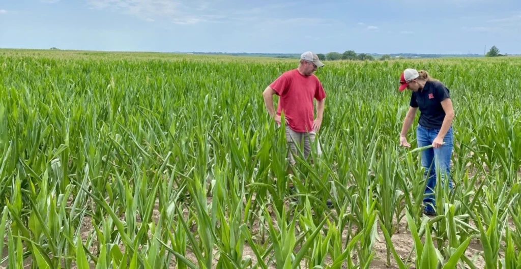 Ryan Krenk, a farmer outside of Seward, Nebraska, and Jenny Rees, an extension educator with the University of Nebraska-Lincoln, examine one of Krenk’s corn fields on July 11, 2023. Before the early July rainfall, all of Krenk’s corn was as short as the smallest plants in this patch.