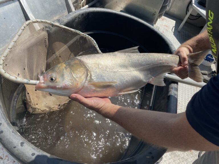 Scientist Jim Lamer holds an invasive silver carp on the Illinois River.