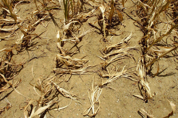 In this Monday, July 16, 2012 file photo, corn stalks struggling from lack of rain and a heat wave covering most of the U.S. lie flat on the ground in Farmingdale, Ill. To save the planet, the world needs to tackle twin crises of climate change and species loss together, using solutions that fix both not just one, two different teams of United Nations scientists said in a joint report released on Thursday, June 10, 2021. 