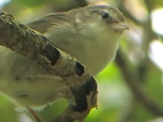 Screenshot from American Bird Conservancy