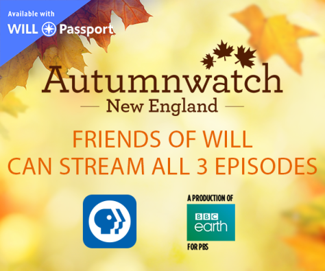 Autumnwatch New England - Friends of WILL can stream all 3 episodes