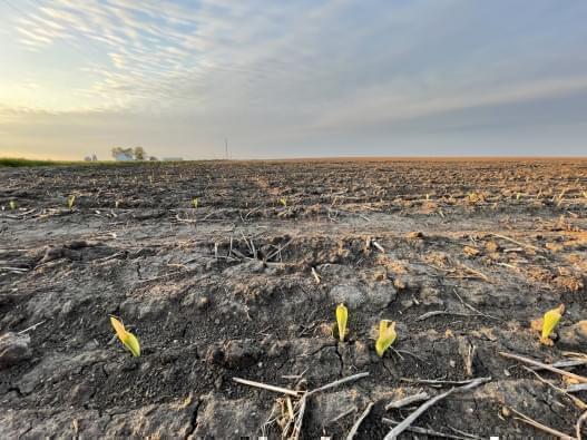 Agriculture At Risk Due To Climate Change - WILL News - Illinois Public Media