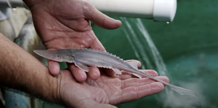 A biologist at the Gavins Point National Fish Hatchery holds a baby pallid sturgeon. The hatchery program has breathed new life into the pallid sturgeon population by raising the fish from eggs, releasing them into the river and tracking them to learn about their habits.