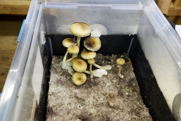 Psilocybin mushrooms are shown in a growing container before being removed and cut for distribution at Uptown Fungus in Springfield, Ore., Monday, Aug. 14, 2023.