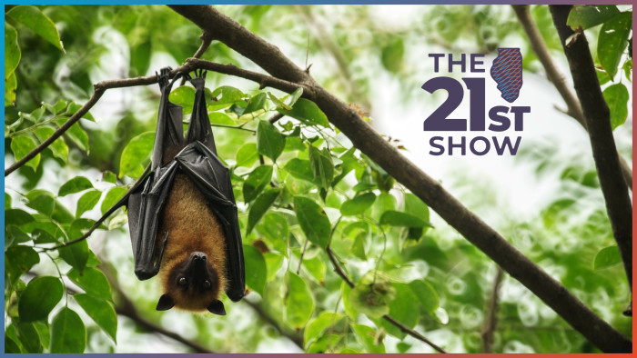 a bat hangs from a tree