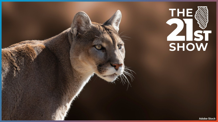 A mountain lion with beige fur is staring off to the right. The cat is in focus but the brown background is blurred.