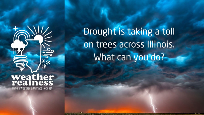 Which trees fare well in Illinois during drought and how you can save yours?