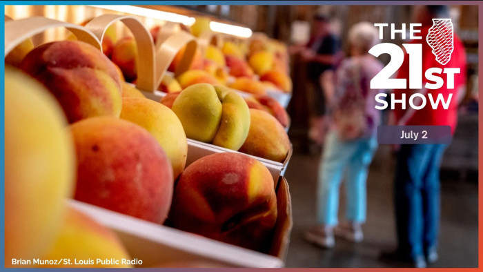 peaches at orchard