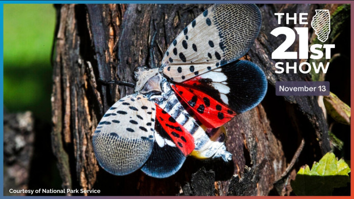 Spotted lanternfly 