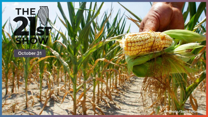 corn field farm