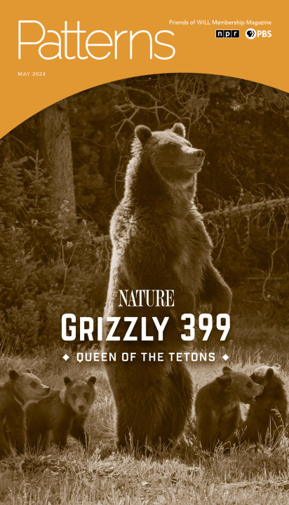 A photo of the Queen of the Tetons: Grizzly 399