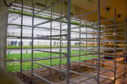 Lettuce grows in rows stacked on top of each other and bathes under strips of LED lighting at Nebullam in Ames, Iowa.