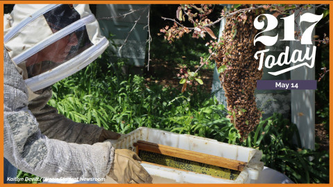 Rena Wilson-Jones and her husband Drew Jones capture honeybees in a colony swarm outside their home in Urbana. Wilson-Jones is the co-president of the Eastern Illinois Beekeepers Association.