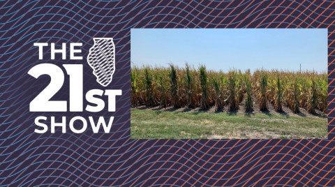 Corn growing fields in Central Illinois.