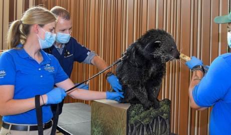 Sandy, a binturong at Brookfield Zoo, receives a COVID-19 vaccine administered by Dr. Mike Adkesson, vice president of clinical medicine for the Chicago Zoological Society, and assisted by Maggie Chardell and Craig Stevens, lead animal care specialists.