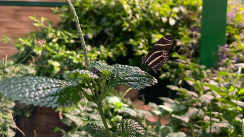 A Zebra Longwing butterfly is on leaf. There are flowers and more greenery behind the butterfly. 