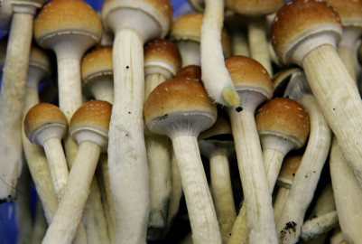 In this Aug. 3, 2007, file photo magic mushrooms are seen in a grow room at the Procare farm in Hazerswoude, central Netherlands. 