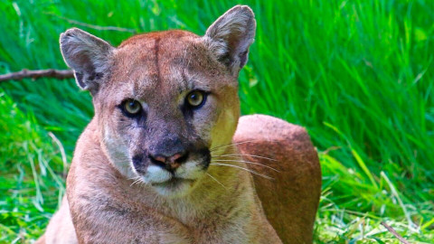 Despite being eliminated from Illinois in the 19th century,  mountain lions have been sighted twice in Illinois recently, once in DeKalb County and once in Springfield.