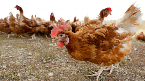 In this Oct. 21, 2015, file photo, cage-free chickens walk in a fenced pasture at an organic farm near Waukon, Iowa. Some farmers are wondering if it's OK that eggs sold as free-range come from chickens being kept inside. It's a question that arises lately as farmers try to be open about their product while also protecting chickens from a highly infectious bird flu that has killed roughly 28 million poultry across the country.