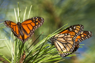 Monarch butterflies land on branches at Monarch Grove Sanctuary in Pacific Grove, Calif., Wednesday, Nov. 10, 2021. On Thursday, July 21, 2022, the International Union for the Conservation of Nature said migrating monarch butterflies have moved closer to extinction in the past decade – prompting scientists to officially designate them as “endangered."