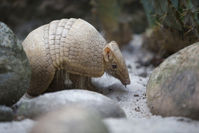 In this May 21, 2014, file photo, an armadillo named Ana Botafogo in honor of a Brazilian dancer stands in the Rio Zoo in Rio de Janeiro, Brazil. FIFA says it could not reach a financial agreement with a wildlife conservation group trying to save an endangered armadillo chosen as the World Cup mascot. The armadillo was chosen as the World Cup mascot, which was named "Fuleco" — a combination of the Portuguese words for football and ecology.