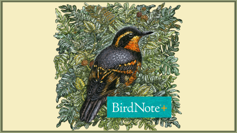 bird note logo
