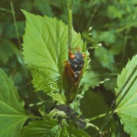 Cicada sitting on a leaf in Vermillion County in May 2021.