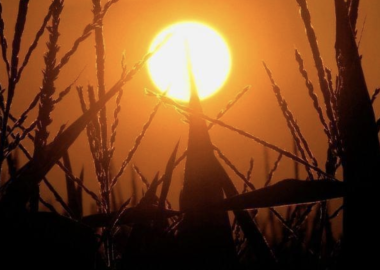 In this July 15, 2012 file photo, the sun rises over corn stalks in Pleasant Plains, Ill., during a drought. 