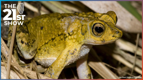 A Puerto Rican crested toad is seen in this 2010 image provided by the U.S. Fish & Wildlife Service.