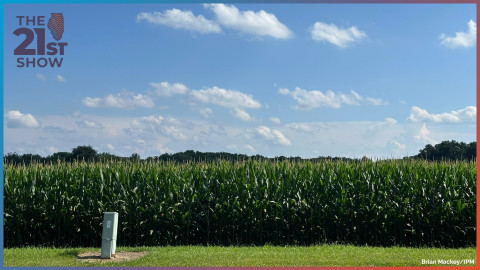 The corn is as high as an elephant's eye in Sangamon County, Illinois, on Wednesday, July 8, 2026.