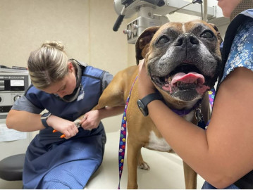 Dr. Cyrena Hull clips Abbie's nails. Hull said she's constantly shifting gears at the rural veterinary clinic where she works. “There have been days that I'm doing a euthanasia in one room and a standard appointment, whether that be vaccines, with another dog literally in another room,
