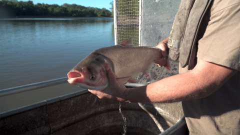Person holds copi fish (formerly called Asian carp) along Illinois River in 2021