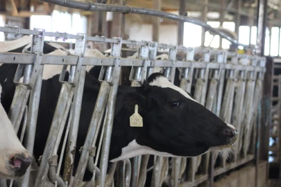 A cow pokes its head out on Purdue University Dairy’s farm with a tag on its ear that has the number 604. 