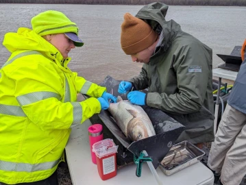 A woman wearing a bright yellow coat and a man with a green coat stand on opposite sides of a fish they have captured. The man with the green coat is using a marker to mark the fish. 