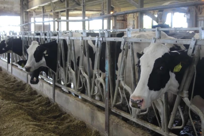 Cows are lined up in a row inside of automatic milking systems.