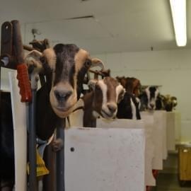The goats at Prairie Fruits Farm and Creamery in Champaign produce less milk when it’s hot.