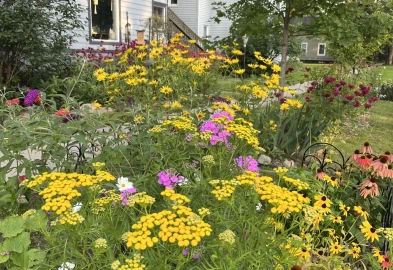 A variety of purple, yellow and red flowers grow out of a person's front yard in Michigan. 