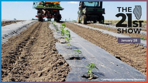 hemp crops