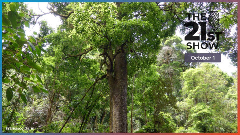 An at-risk Oak tree in San Gerardo de Dota, Costa Rica in Parque Nacional Los Quetzales