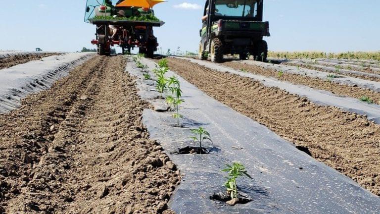 In some Midwestern states like Iowa and Missouri, this was the first year of legal hemp production.
