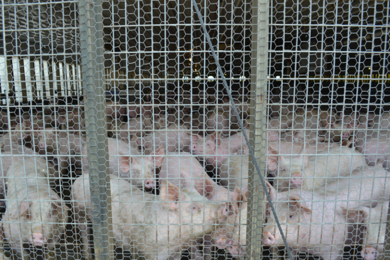 Fans and a sprinkler system keep a barn full of pigs cool on a hot July day in central Illinois.