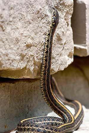 a garter snake on a rock